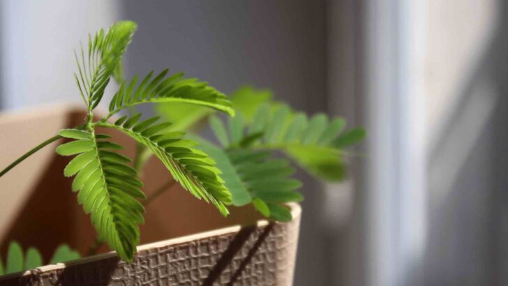 Mimosa Pudica Plant Care Guide