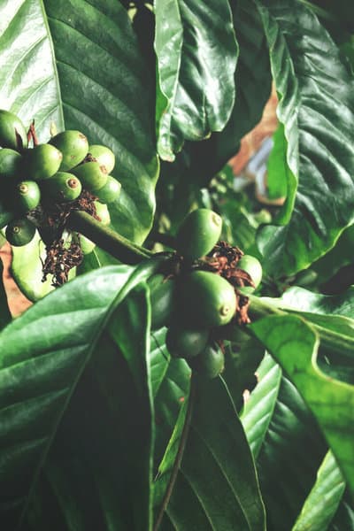 咖啡树的理想温度是64°F - 75°F(18°C - 25°C)。