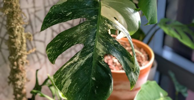 Variegated Monstera Deliciosa – #1 Best Care Guide