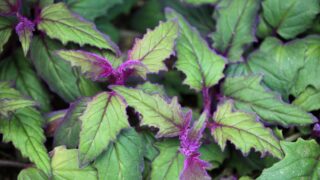 紫色的激情植物保健