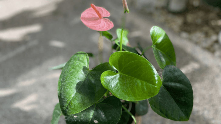 红掌护理-红掌花卉种植指南