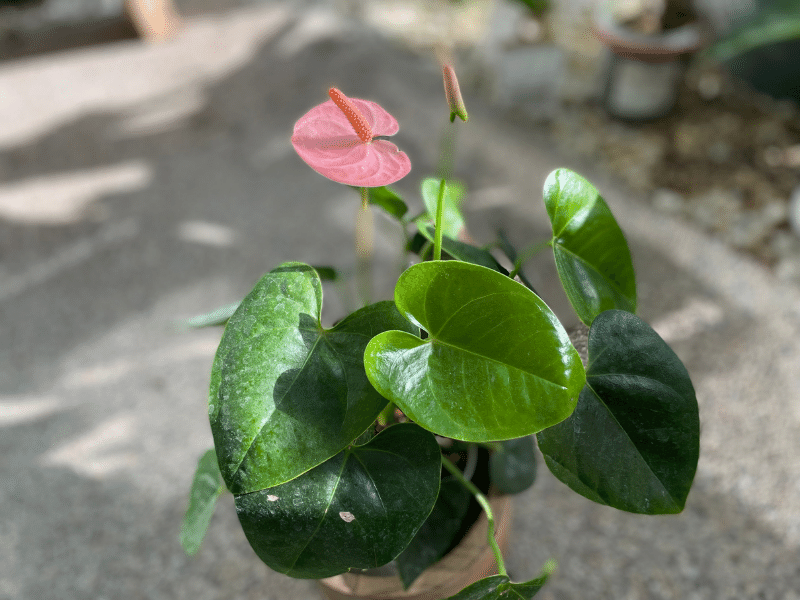 Care For Anthurium Anthurium Flower Growing Guide 8453