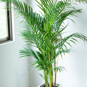 How to Care for an Indoor Palm - #1 Best Guide