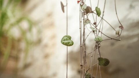 String of Hearts (Ceropegia Woodii) Plant Care