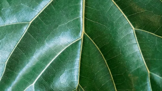 FIddle Leaf Fig Leaf