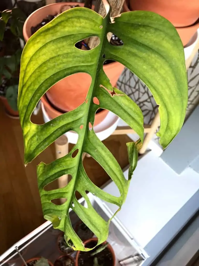Monstera Epipremnoides leaf