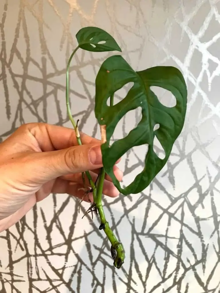 Monstera Adansonii leaf