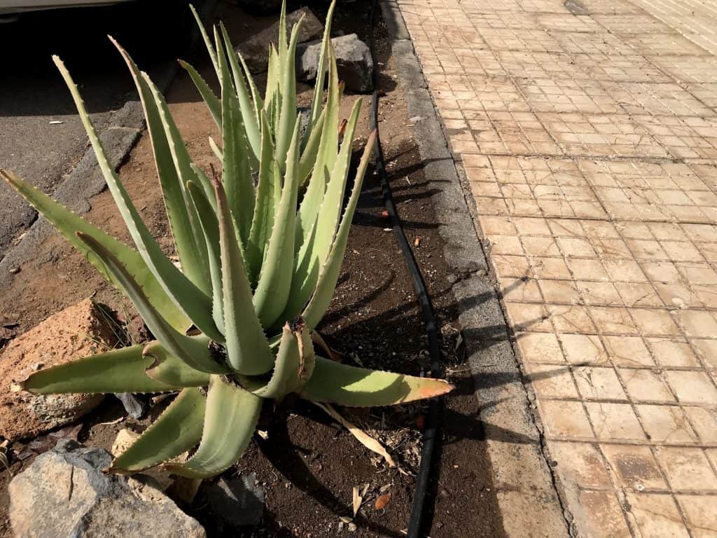 Aloe Vera Growth