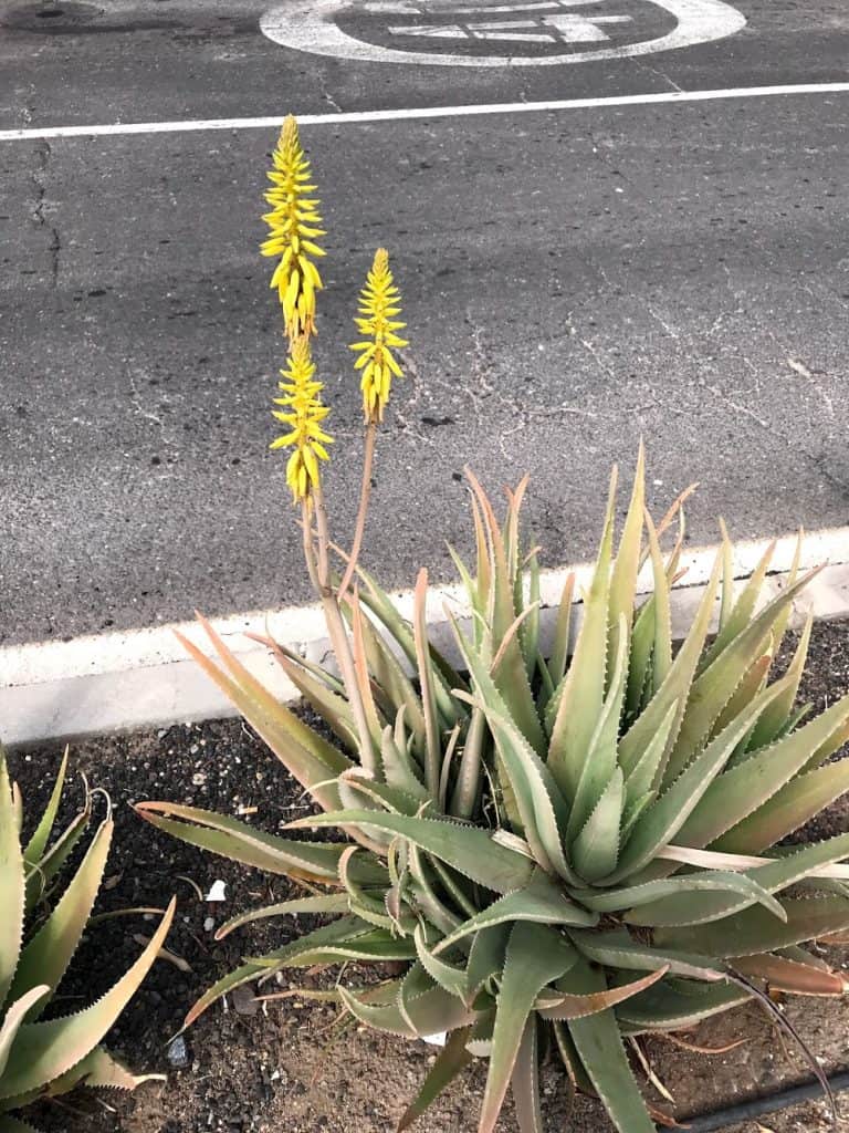 Flowering Aloe Vera Plant