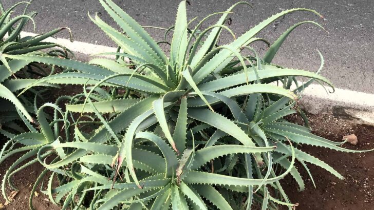 How to Grow and Care for Aloe vera