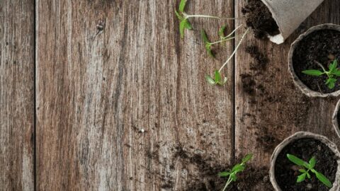 泥炭苔藓:它是什么，如何在园艺中使用188bet体育平台