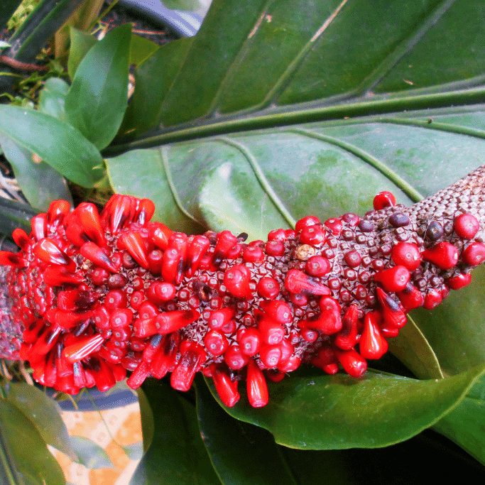 授粉的红掌属花，产生种子