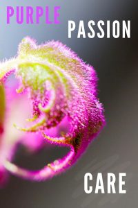 紫堇植物护理