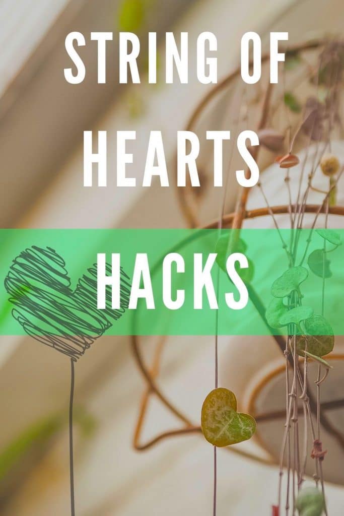 String of Hearts Plant Care