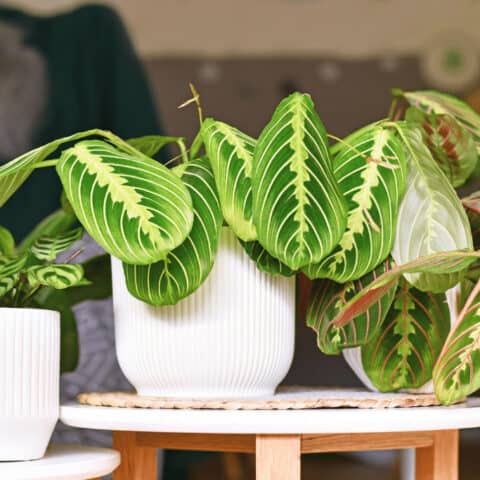 Maranta Leuconeura Care (Prayer Plant) - #1 Best Tips