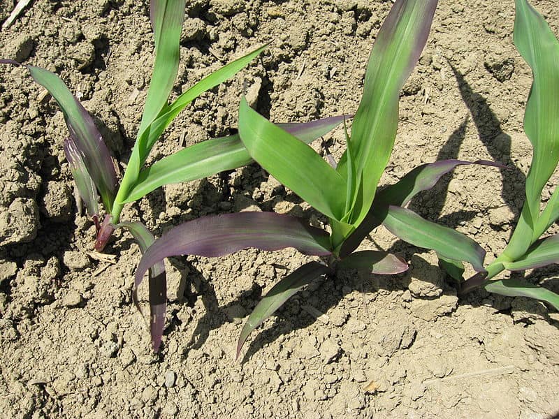 土壤养分:植物叶片缺磷的例子