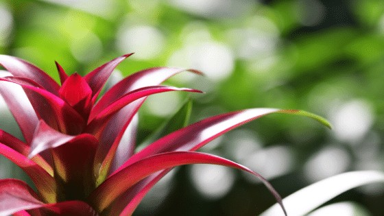 Bromeliads look hard to care for but they are tolerant plants