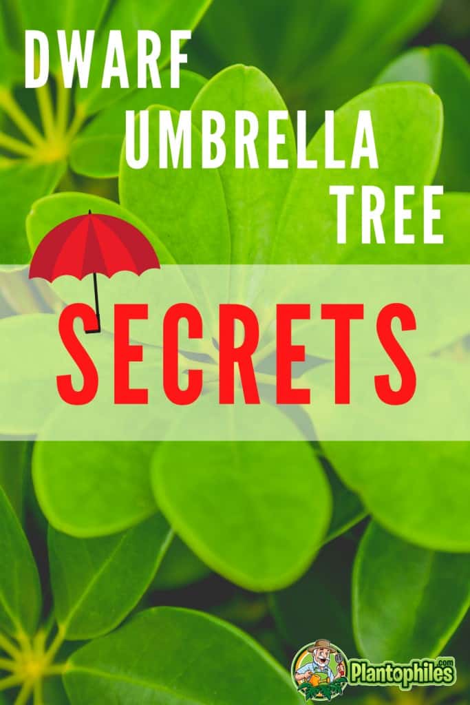Dwarf Umbrella Tree Plant Care Secrets