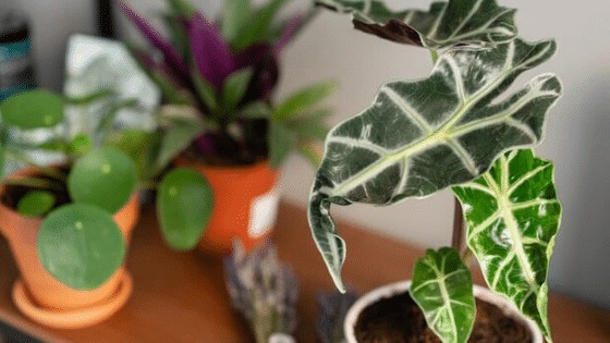 Elephant's Ear or Alocasia Polly tolerates lower light