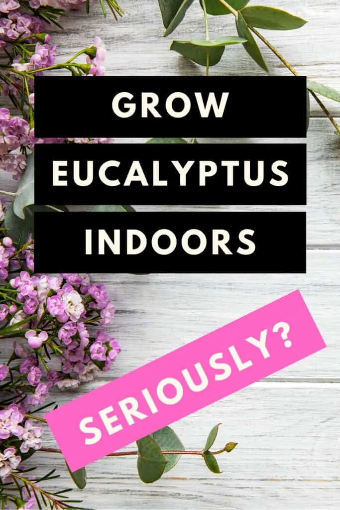 How to grow Eucalyptus indoors