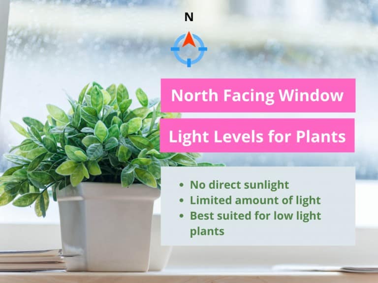 light-levels-for-plants-explained-best-101-guide-ever