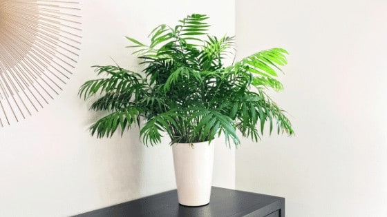 Parlor Palms are popular houseplants with a long houseplant history