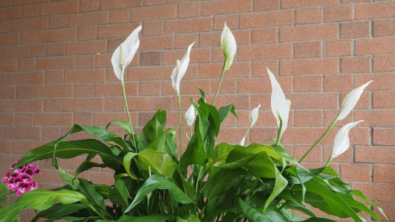 Peace Lily is one of our all time favourite houseplants