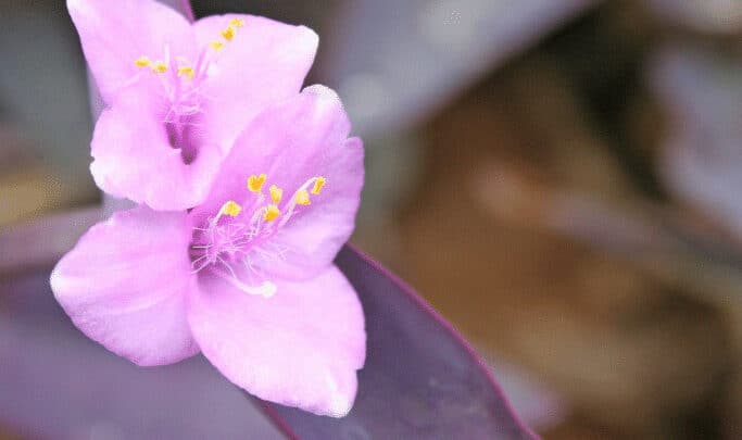 紫心植物开花