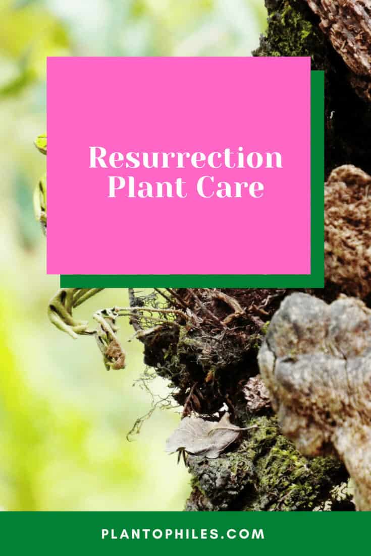 复活植物护理