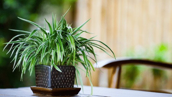Spider Plant is a very popular houseplant