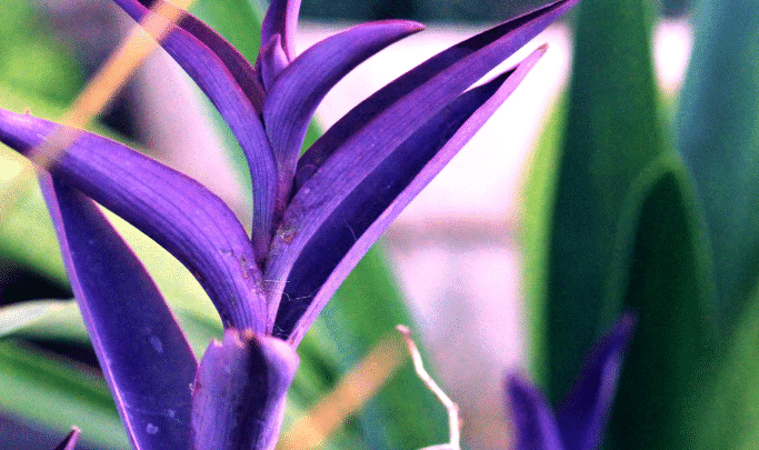 紫心植物引人注目的紫色叶子。叶片正面和背面均为紫色。