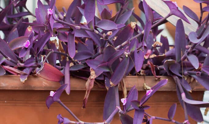 外面生长着一株紫心植物