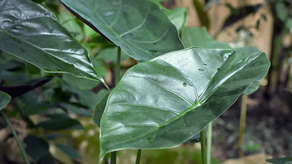 Alocasia wentii propagation is simple due to it being a tuberous plant