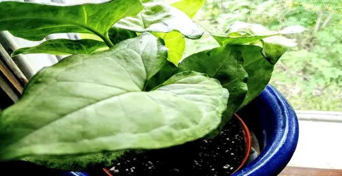 Easy Plants To Propagate Arrowhead Plant