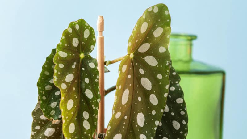 Begonia maculata is easy to propagate through stem cuttings