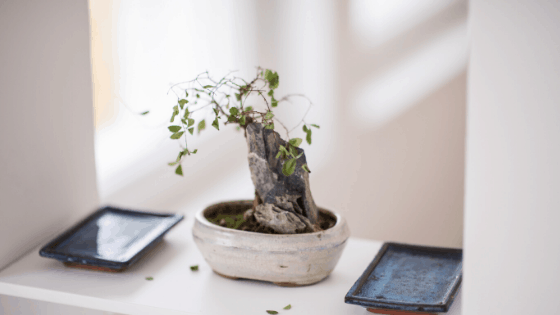 Bonsai Tree Problems