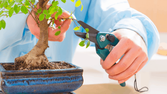 Bonsai Tree Care – The Complete #1 Guide 1