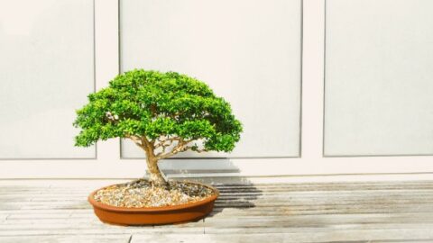 Bonsai Tree Care – The Complete #1 Guide