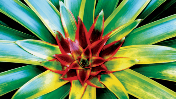Bromeliad are watered at the centre of the plant