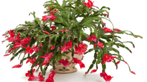 9 Best Christmas Cactus Care Tips – A Growing Guide