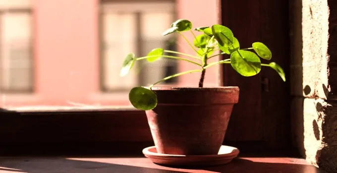 Easiest Houseplant to Propagate Chinese Money Plant