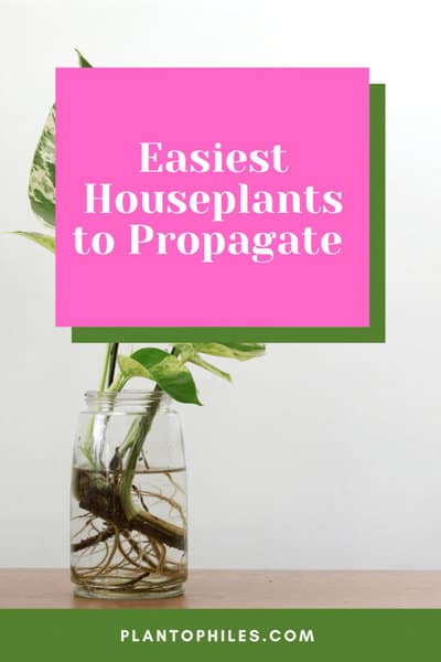 Easiest Houseplants to Propagate