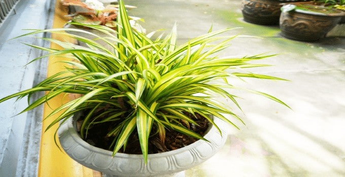 Easiest Plant to Propagate Spider Plant