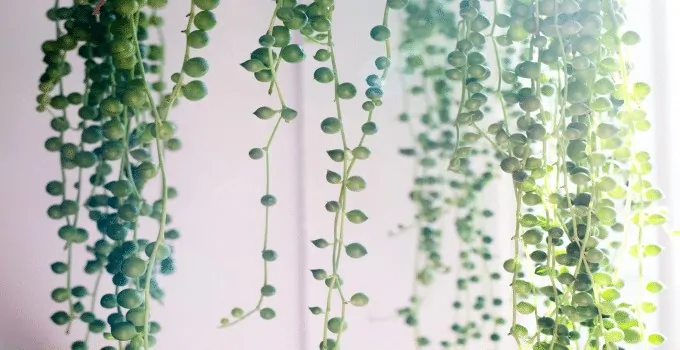 Easiest Plants to Propagate String of Pearls