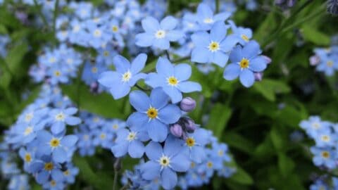 Forget-Me-Not Flowers – Care Secrets 101