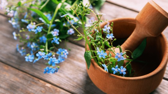 Forget-Me-Not plant profit from pruning and deadheading in order to grow and flower even better.