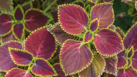 紫色华夫饼植物最佳护理#1指南