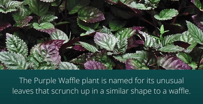 紫色华夫饼植物名称来源