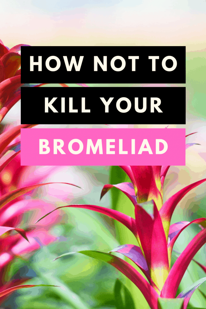 How Not To Kill Your Bromeliad