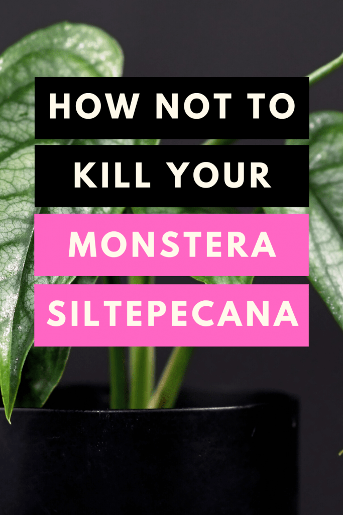 如何不杀死你的Siltepecana怪物